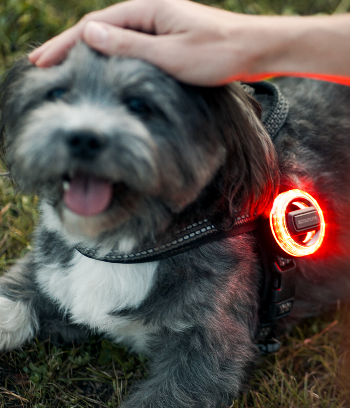 dog walking with BlinkO