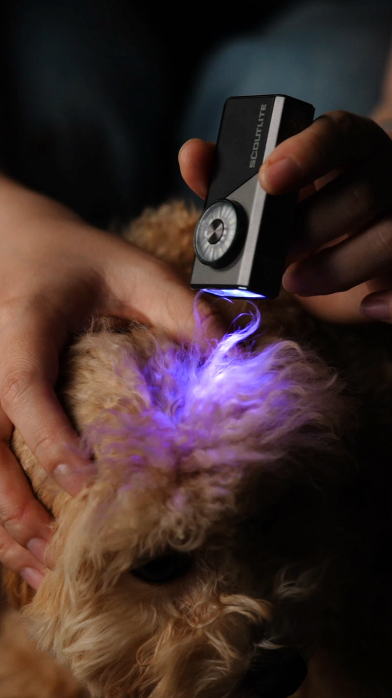 Pet Care