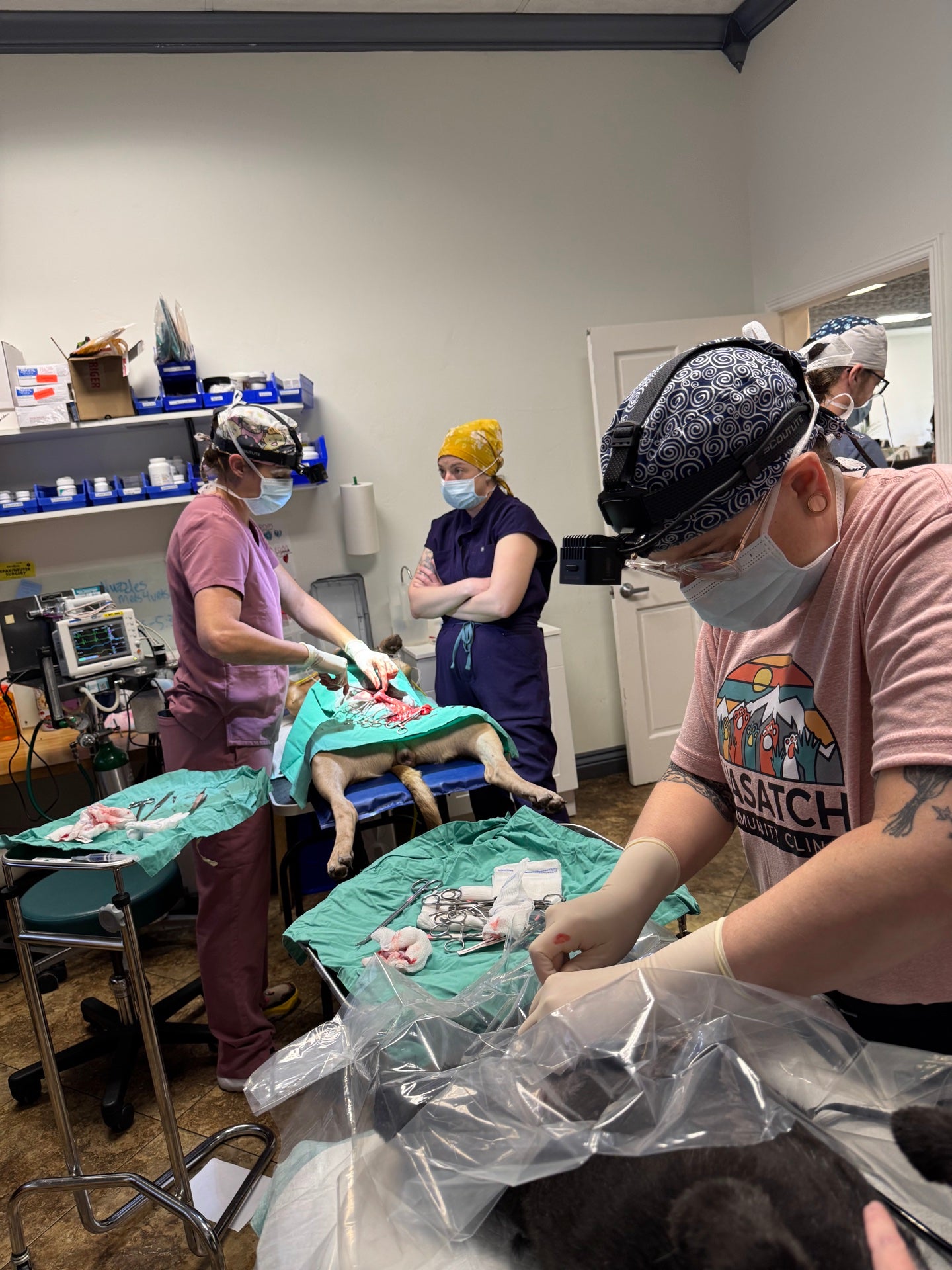 Vetscursions team performing surgery